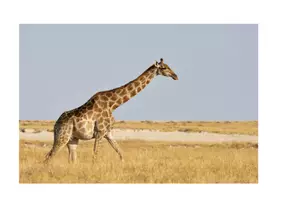 Vorschau - Stundenentwürfe - Komplette Unterrichtseinheit - Zootiere (Animaux de zoo) - Seite 2