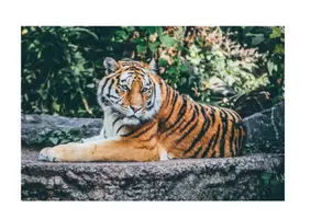 Vorschau - Stundenentwürfe - Komplette Unterrichtseinheit - Zootiere (Animaux de zoo) - Seite 3
