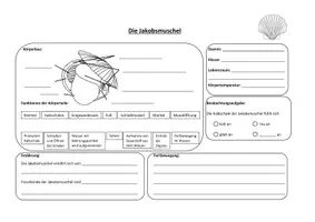 Vorschau - Arbeitsblätter - Die Jakobsmuschel - Stationsarbeit - Seite 1