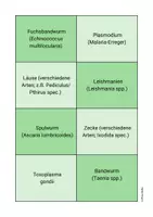 Vorschau - Arbeitsblätter - Arbeitsblatt Präsentationsreihe Parasiten Frau Bieku - Seite 3