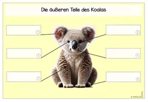 Vorschau - Stationenlernen - Der Koala | Säugetiere | Materialpaket - Seite 3