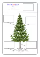 Vorschau - Arbeitsblätter - Arbeitsblätter & Klettmappe: Aufbau von Nadelbäumen & Laubbäumen (Wald, Baum) - Seite 1