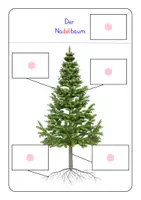 Vorschau - Arbeitsblätter - Arbeitsblätter & Klettmappe: Aufbau von Nadelbäumen & Laubbäumen (Wald, Baum) - Seite 3