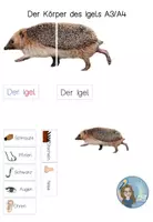 Vorschau - Präsentationen/Tafelbilder - Tafelmaterial Körper Igel - Deckblatt