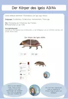 Vorschau - Präsentationen/Tafelbilder - Tafelmaterial Körper Igel - Seite 1
