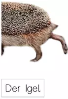 Vorschau - Präsentationen/Tafelbilder - Tafelmaterial Körper Igel - Seite 3