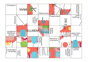 Vorschau - Spiele - Zellmembran – Puzzle - Seite 1