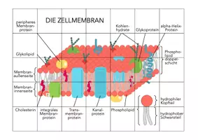 Vorschau - Spiele - Zellmembran – Puzzle - Seite 2