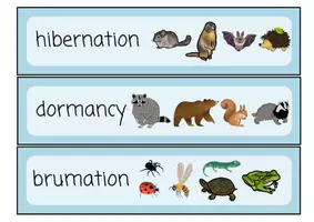 Vorschau - Arbeitsblätter - Tiere im Winter/Animals in Winter Materialpaket - Englisch und CLIL Material für den Sachunterricht - Seite 1