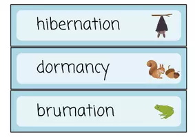 Vorschau - Arbeitsblätter - Tiere im Winter/Animals in Winter Materialpaket - Englisch und CLIL Material für den Sachunterricht - Seite 3