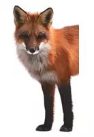 Vorschau - Präsentationen/Tafelbilder - Tafelmaterial Körper Fuchs1 - Seite 2