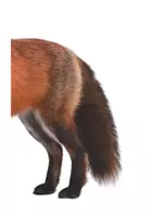 Vorschau - Präsentationen/Tafelbilder - Tafelmaterial Körper Fuchs1 - Seite 3