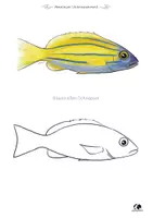 Vorschau - Unterrichtsreihen - Freebie Knochenfische (Abenteuer Unterwasserwelt) - Seite 2