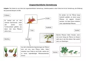 Vorschau - Arbeitsblätter - Die Vermehrung der Kartoffel - Praxis im Biologieunterricht - Seite 2