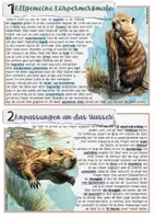 Vorschau - Stundenentwürfe - Säugetier / Nagetier: Der Biber - Seite 1