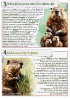 Vorschau - Stundenentwürfe - Säugetier / Nagetier: Der Biber - Seite 2