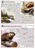 Vorschau - Stundenentwürfe - Säugetier / Nagetier: Der Biber - Seite 3