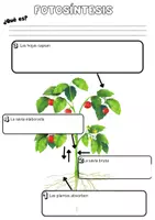 Vista previa - Hojas de trabajo - La fotosíntesis y plantas con y sin semillas - página 1