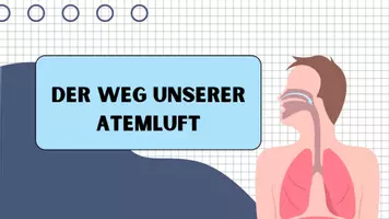 Vorschau - Präsentationen/Tafelbilder - Atmungssystem Präsentation - Tafelbild - Seite 3