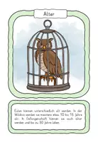 Vorschau - Stationenlernen - Die Eule - Tafelkarten und Textkarten zum Zuordnen - Seite 2
