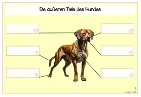 Vorschau - Stationenlernen - Der Hund | Säugetiere | Materialpaket - Seite 3