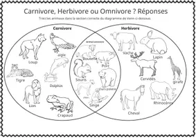 Aperçu - Jeux - Explorez les carnivores, herbivores et omnivores ! - Page 2