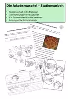 Vorschau - Arbeitsblätter - Die Jakobsmuschel - Stationsarbeit - Deckblatt
