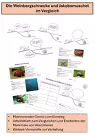 Vorschau - Stundenentwürfe - Weinbergschnecke und Jakobsmuschel im Vergleich - Deckblatt