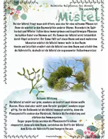 Vorschau - Stundenentwürfe - Pflanzen im Winter: Winterkresse und Mistel: Heimische Heilpflanze - Seite 1