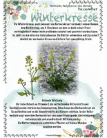 Vorschau - Stundenentwürfe - Pflanzen im Winter: Winterkresse und Mistel: Heimische Heilpflanze - Seite 3
