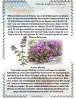 Vorschau - Stundenentwürfe - Thymian und Engelwurz: Heimische Heilpflanzen - Seite 1