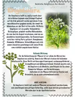 Vorschau - Stundenentwürfe - Thymian und Engelwurz: Heimische Heilpflanzen - Seite 2