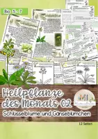 Vorschau - Stundenentwürfe - Heimische Heilpflanzen im Februar: Gänseblümchen und Schlüsselblume - Deckblatt