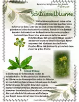 Vorschau - Stundenentwürfe - Heimische Heilpflanzen im Februar: Gänseblümchen und Schlüsselblume - Seite 1
