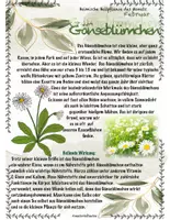 Vorschau - Stundenentwürfe - Heimische Heilpflanzen im Februar: Gänseblümchen und Schlüsselblume - Seite 2