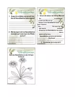 Vorschau - Stundenentwürfe - Heimische Heilpflanzen im Februar: Gänseblümchen und Schlüsselblume - Seite 3