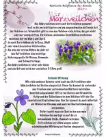 Vorschau - Stundenentwürfe - Pflanzen / Heimische Heilpflanzen: Märzveilchen und Sauerklee - Seite 2