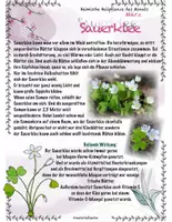 Vorschau - Stundenentwürfe - Pflanzen / Heimische Heilpflanzen: Märzveilchen und Sauerklee - Seite 3