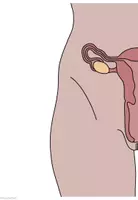 Vorschau - Arbeitsblätter - SEXUALKUNDE - weibliche und männliche Geschlechtsorgane - Seite 3
