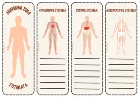 Προεπισκόπηση - Flashcards - Ανθρώπινο Σώμα - Συστήματα Οργάνων - Σελίδα 3