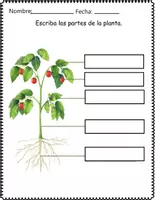 Vista previa - Hojas de trabajo - Ciencias Naturales Partes de las plantas - página 1