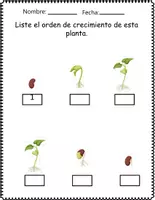 Vista previa - Hojas de trabajo - Ciencias Naturales Partes de las plantas - página 3