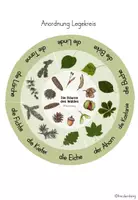 Vorschau - Präsentationen/Tafelbilder - Bäume des Waldes - Legekreis - Seite 2