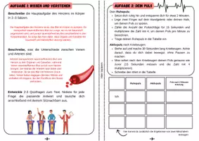 Vorschau - Arbeitsblätter - Das Herz- Forscherheft (8. Seiten) inkl. Informationstext | Unterrichtsreihe "Der Mensch", Biologie, 6./7. Klasse - Seite 2