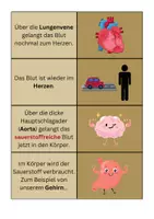 Vorschau - Spiele - Legespiel Herzkreislauf - Biologie - Seite 2