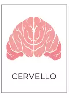 anteprima - Schede informative - Schede Didattiche sull’Anatomia del Corpo Umano - Pagina 2