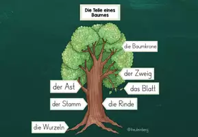 Vorschau - Präsentationen/Tafelbilder - Teile des Baumes - Laubbaum vs. Nadelbaum - Tafelmaterial - Seite 2