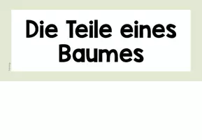 Vorschau - Präsentationen/Tafelbilder - Teile des Baumes - Laubbaum vs. Nadelbaum - Tafelmaterial - Seite 3