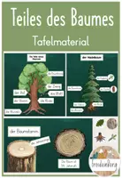 Vorschau - Präsentationen/Tafelbilder - Teile des Baumes - Laubbaum vs. Nadelbaum - Tafelmaterial - Deckblatt