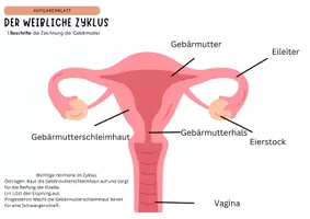 Vorschau - Arbeitsblätter - Der weibliche Zyklus - Ablauf und Beschriftung Gebärmutter - Seite 3